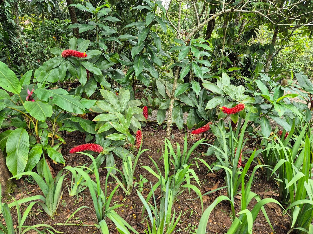 Horto Municipal De Teresópolis Carlos Guinle