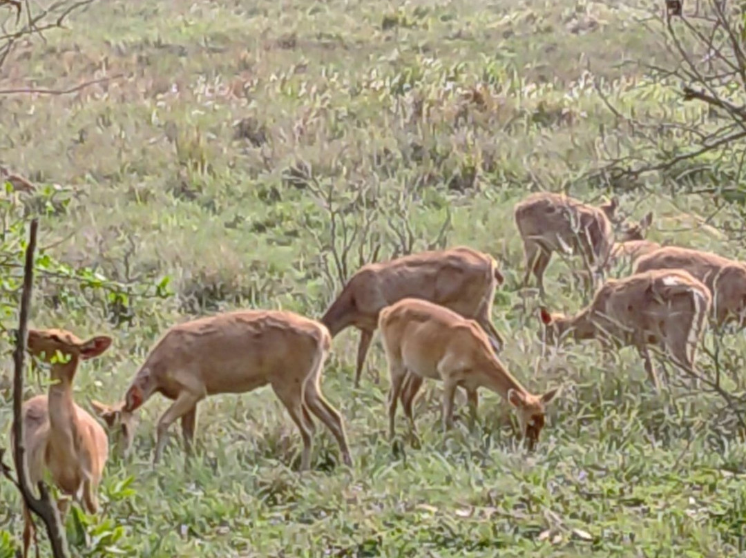 Kaziranga Jeep Safari Assam-Kohora必去景点