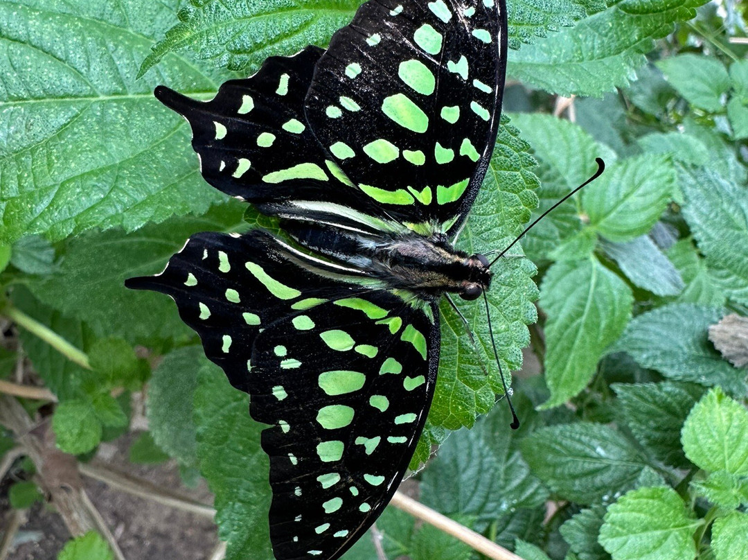 The London Butterfly Gardens景点图片