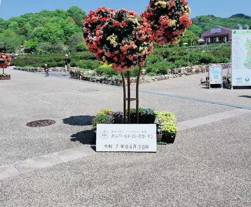 Hana Festa Memorial Park-可儿市必去景点
