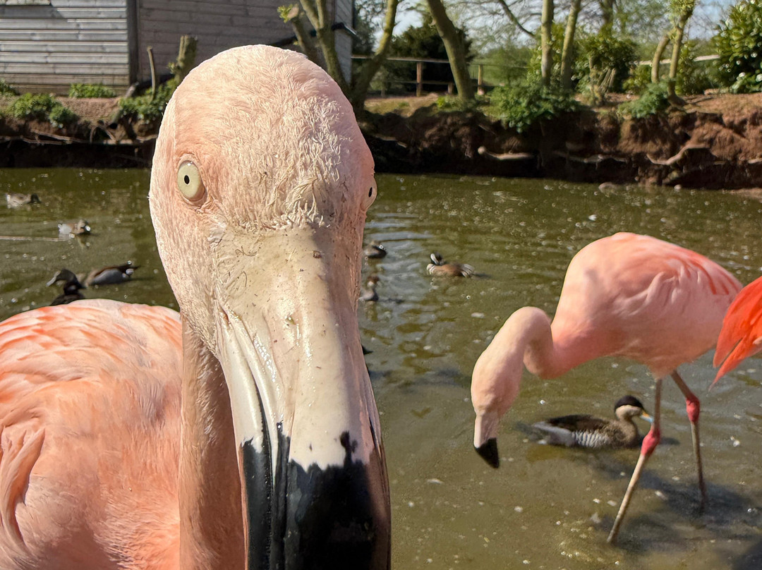 Bird Gardens Scotland Cic-Oxton必去景点