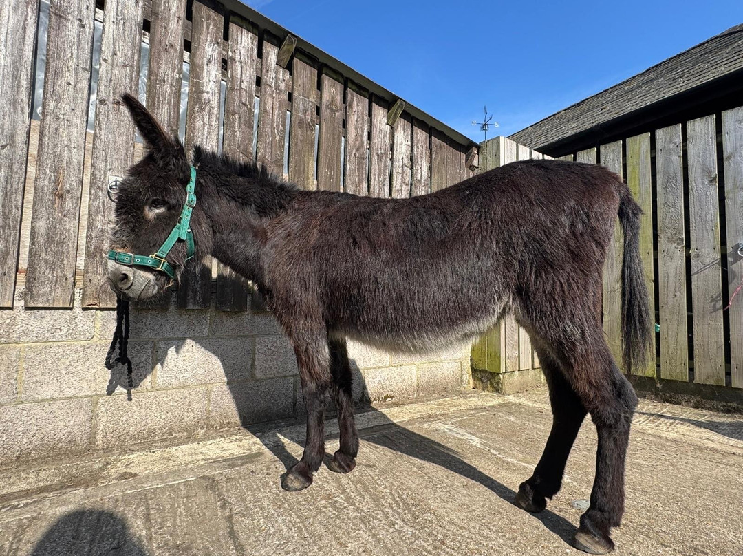 Brockenhurst Donkey Walks景点图片