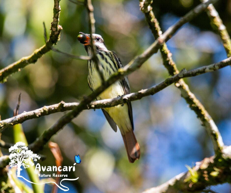 Avancarí Nature Reserve-蒙特沃德必去景点