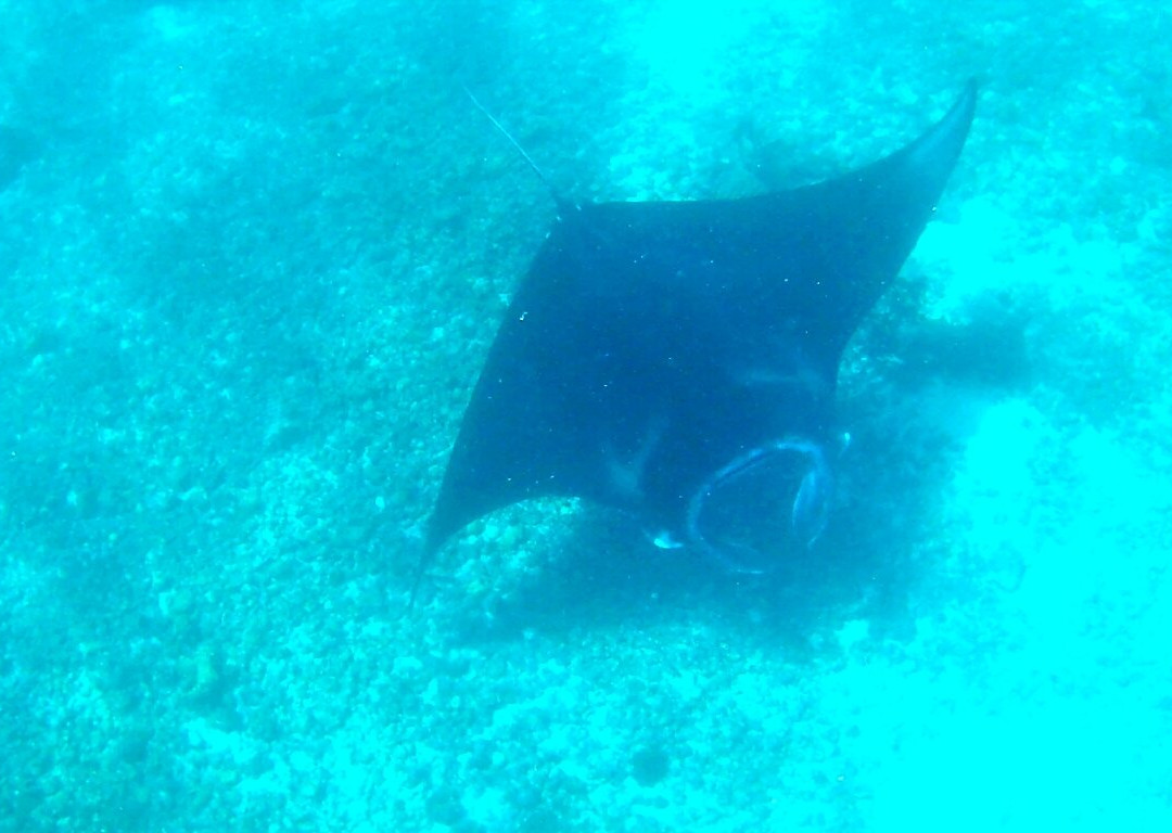 Manta Point-科莫多必去景点