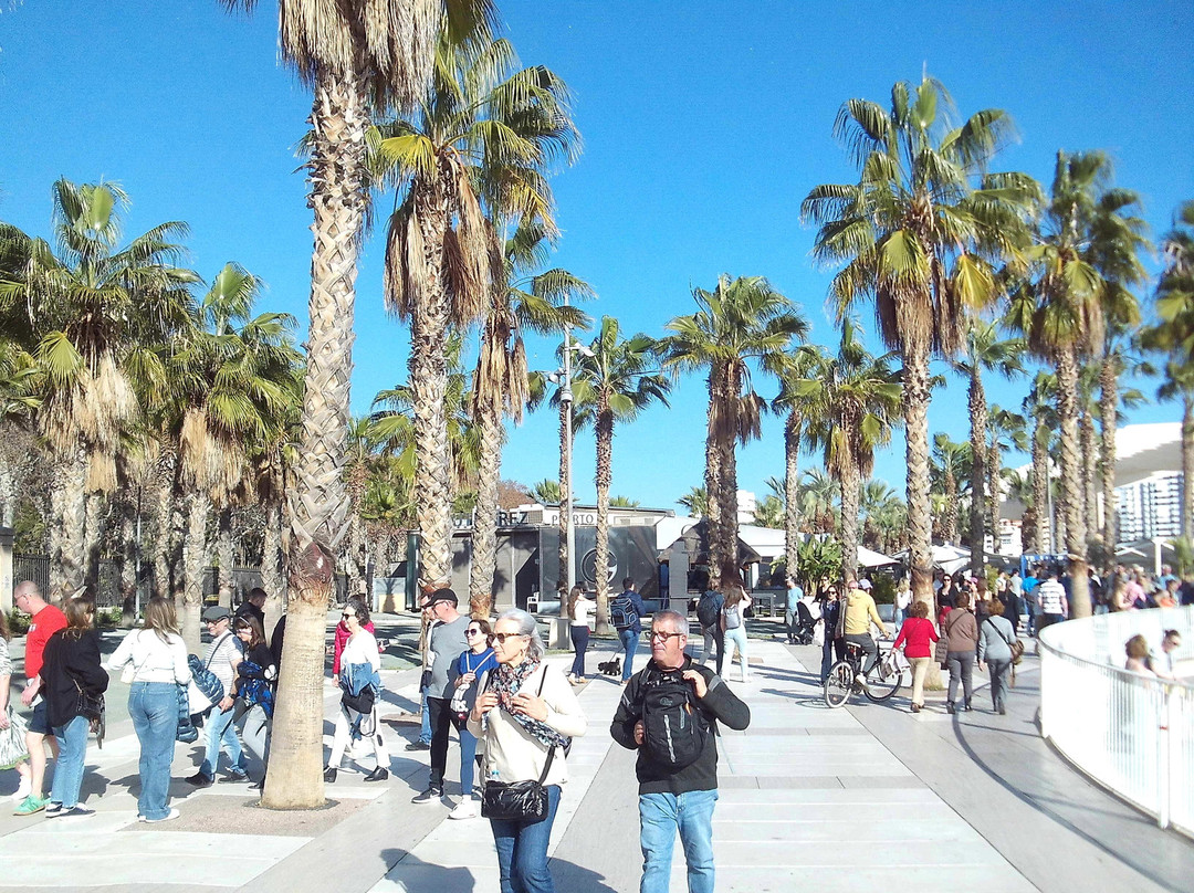 Palmeral de las Sorpresas景点图片