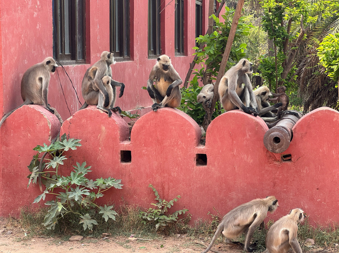 Ranthambore Tiger Safari-瑟瓦伊马托布尔必去景点