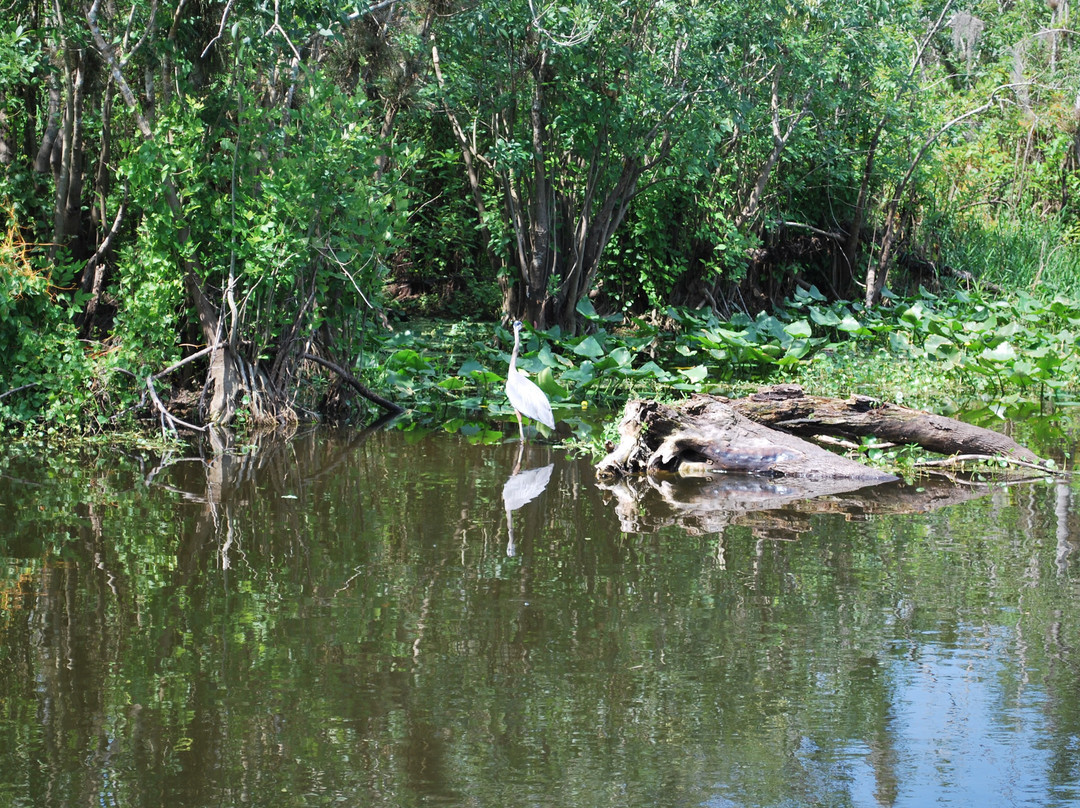 St. John's River Eco Tours, LLC-DeBary必去景点