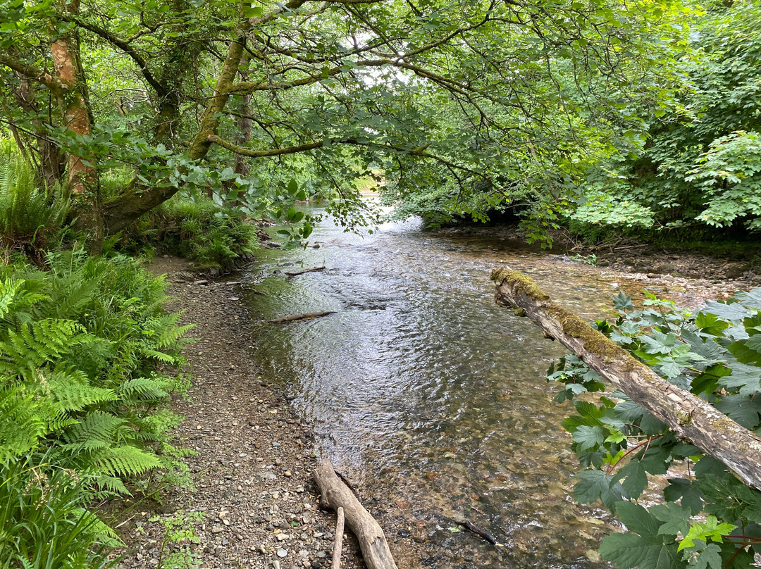 Plymbridge Woods-普利茅斯必去景点
