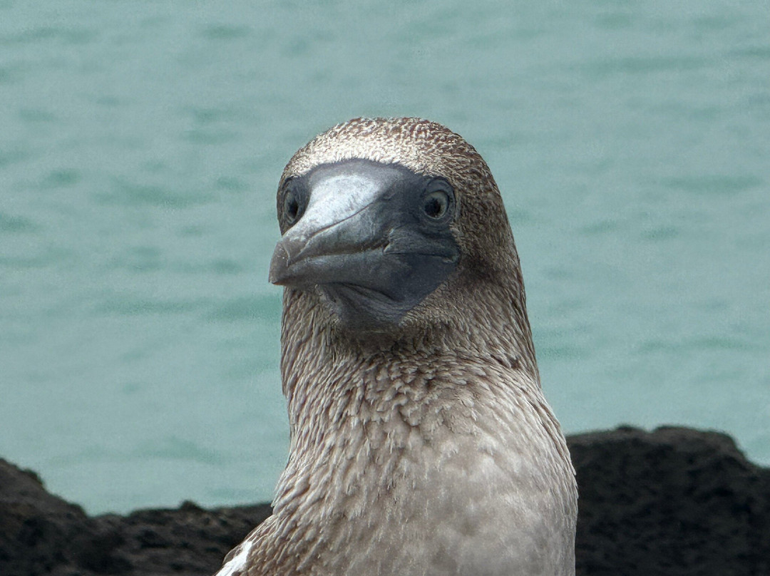 Eco-Challenger Galapagos Tour Agency景点图片