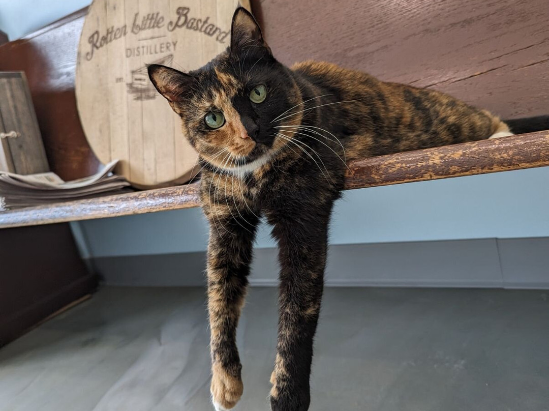 Rotten Little Bastard Distillery-博福特必去景点