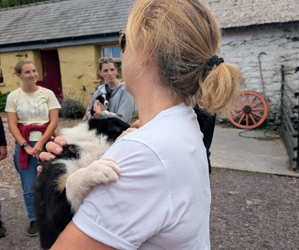West Kerry Sheep Dog Demonstrations-凯里郡必去景点