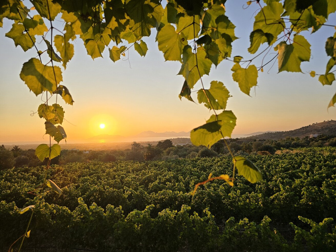 Papakonstantinou Winery-Pili必去景点