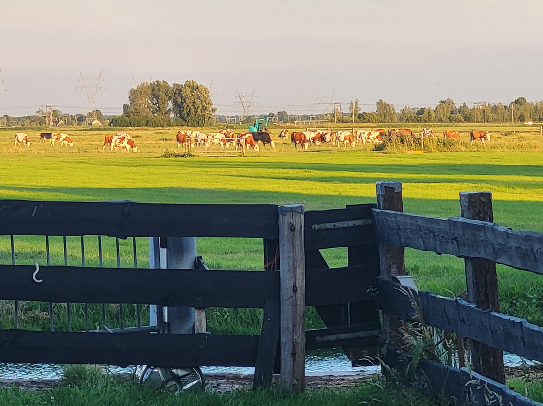 Boerderij Honswijck主图