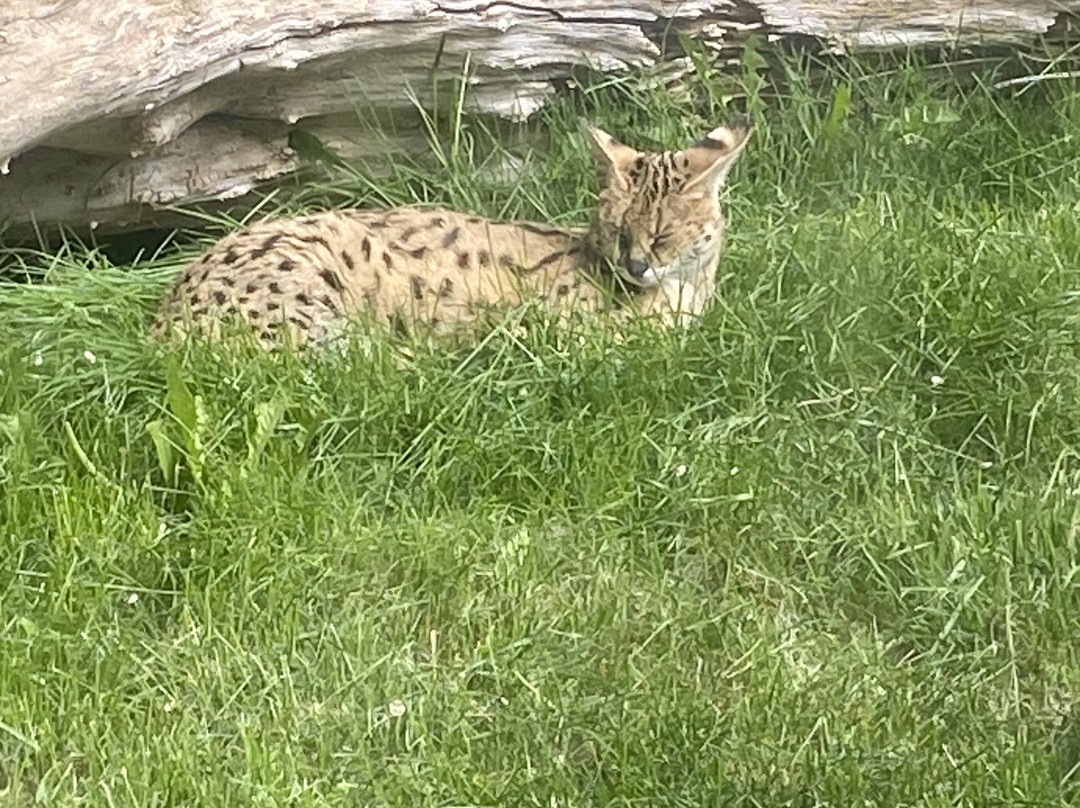 Idaho Falls Zoo-爱达荷福尔斯必去景点