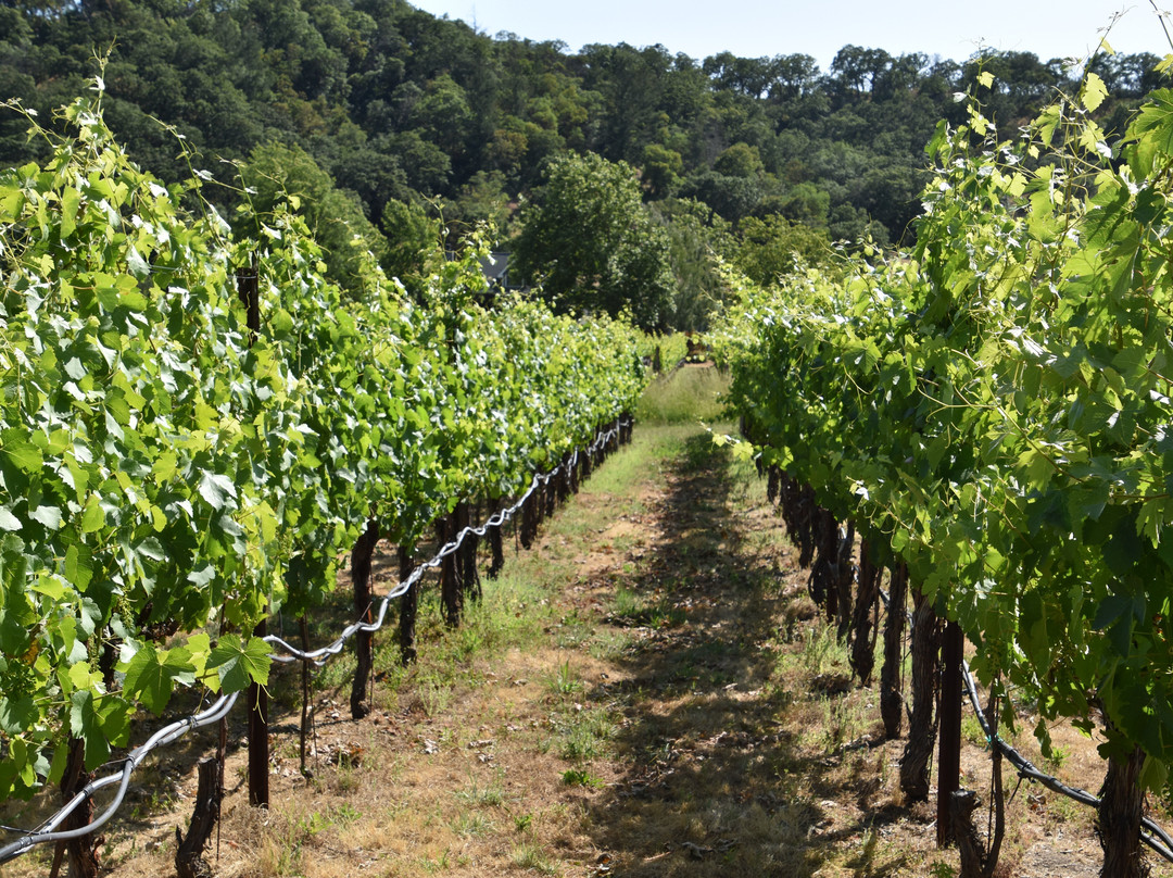 Loxton Winery-Glen Ellen必去景点