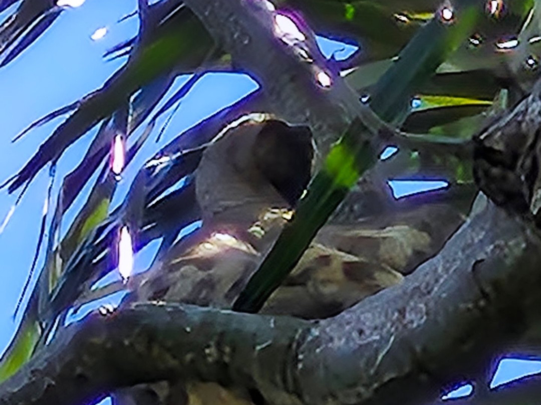 Pousada Recanto Maguary主图