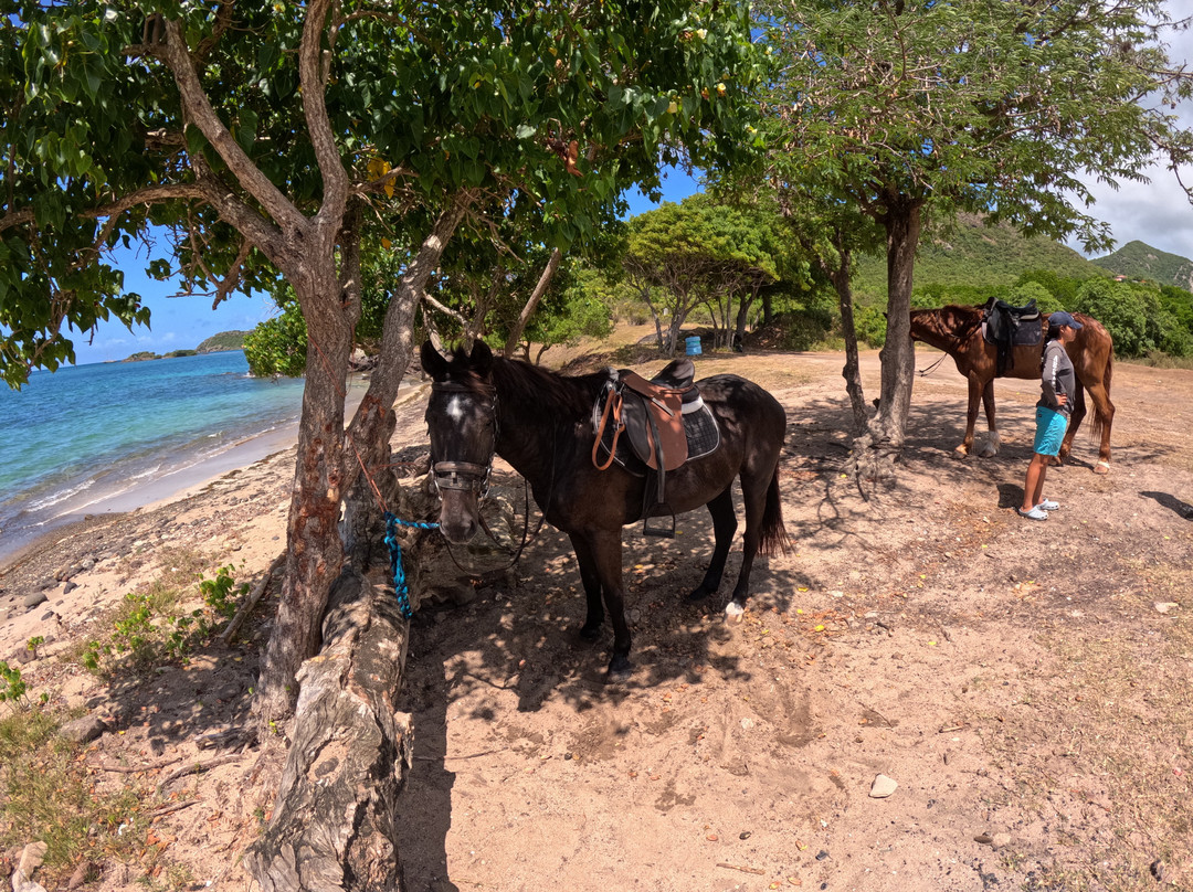 Antigua Equestrian Centre-Saint Paul Parish必去景点