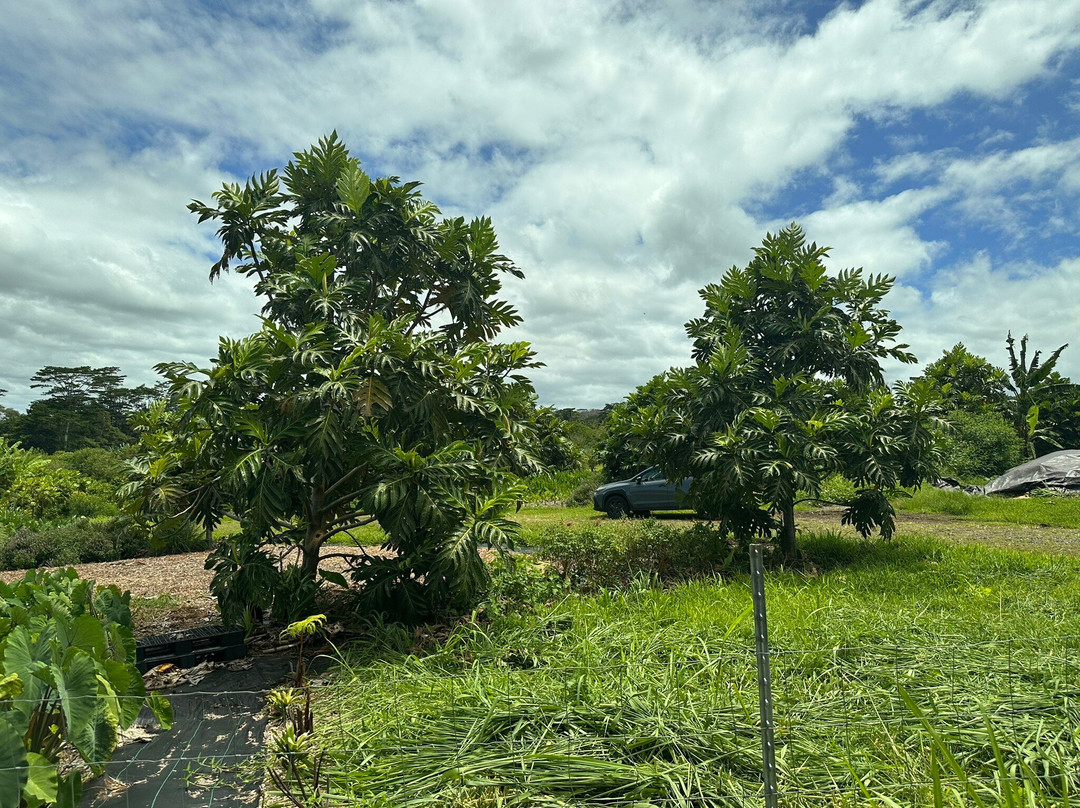 O.k. Farms (the Farm At Rainbow Falls)