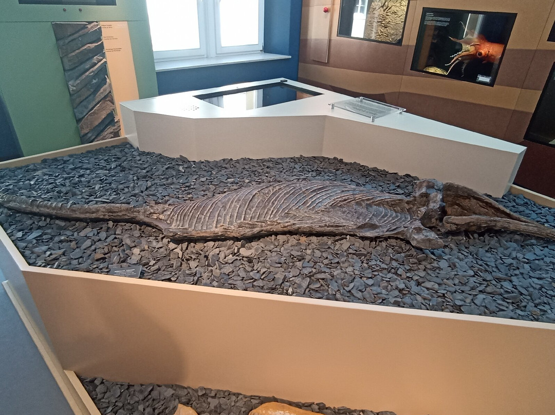 Luxembourg National Museum of Natural History-卢森堡城必去景点