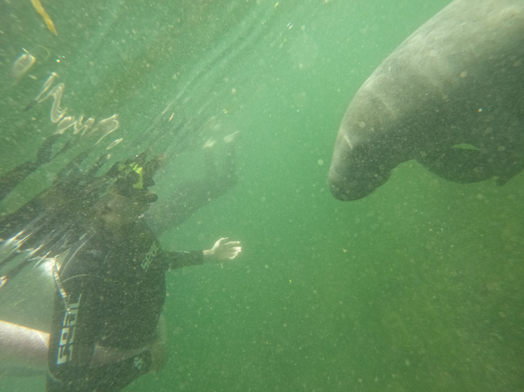 Nature's Discovery Manatee Tours-克里斯特尔里弗必去景点