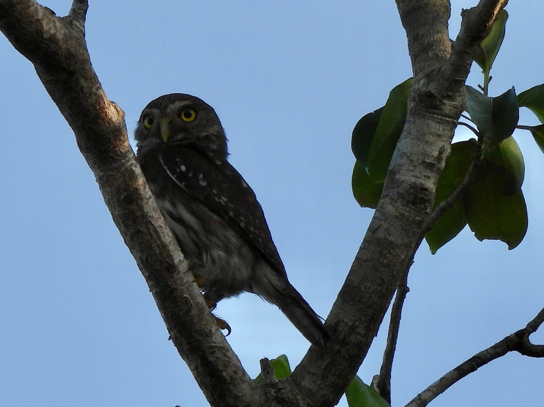 Birdwatching Tours in Sian Ka'an by Eddy-图伦必去景点