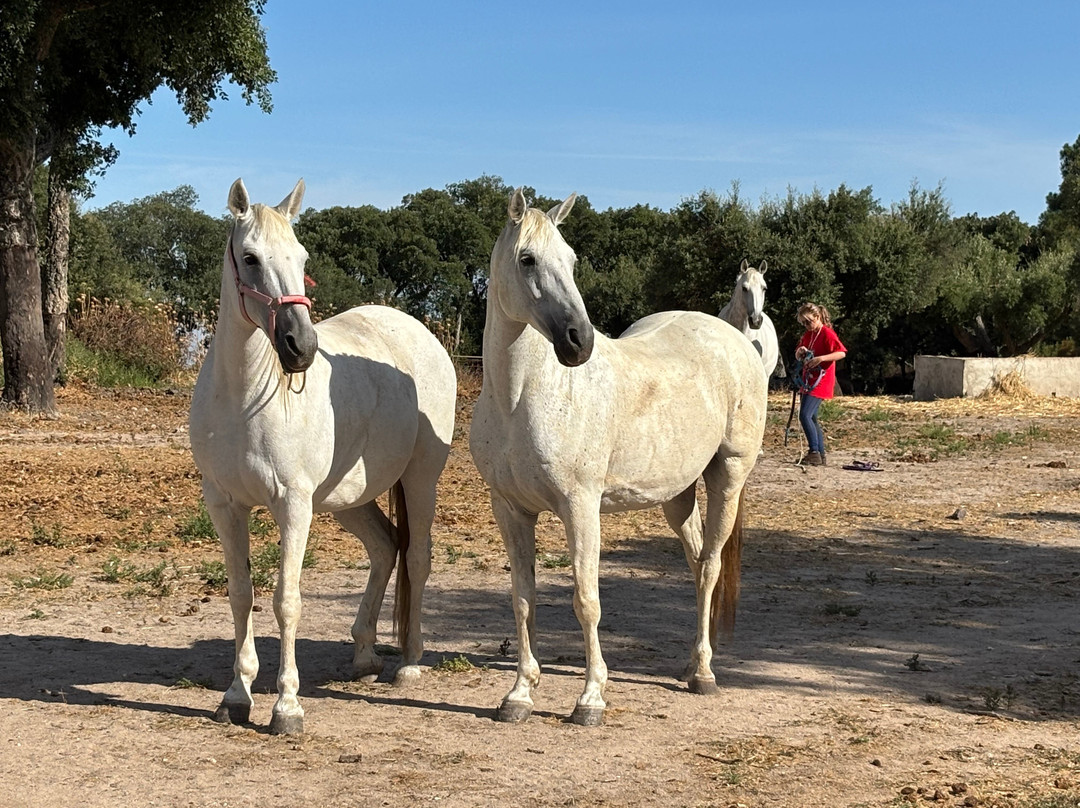 Caballos de Marvão-Santo Antonio Das Areias必去景点