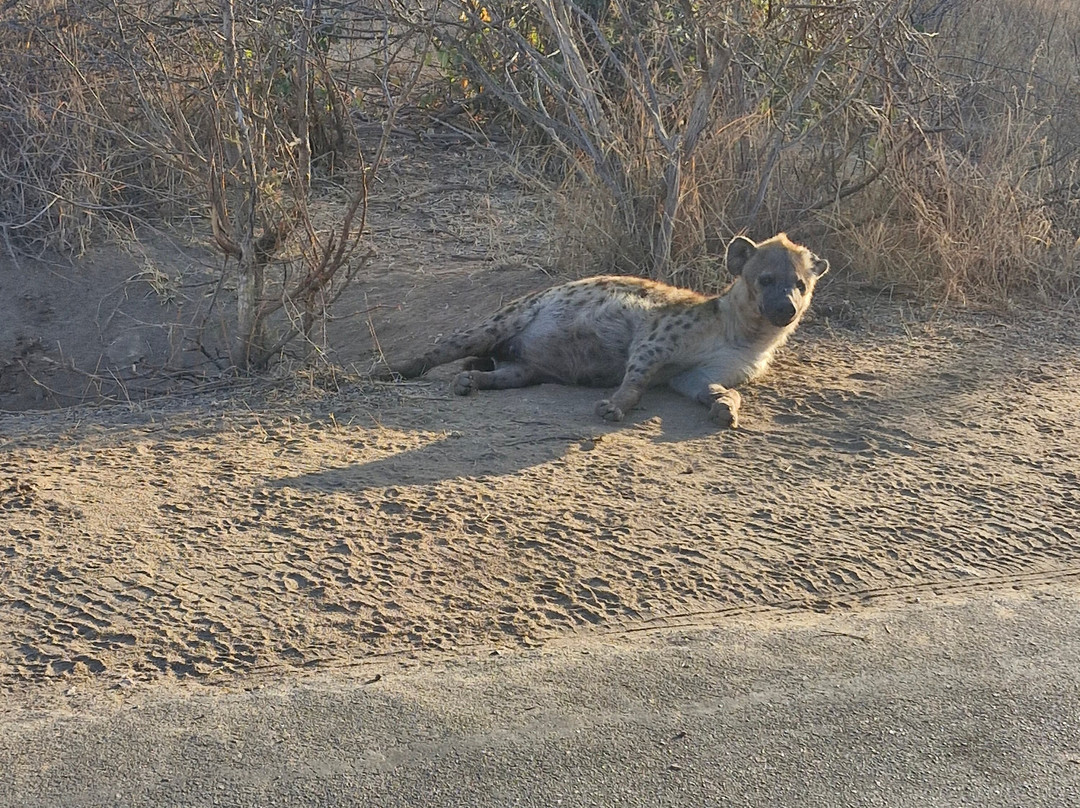 On Safari Africa - Kruger National Park-马里兰必去景点