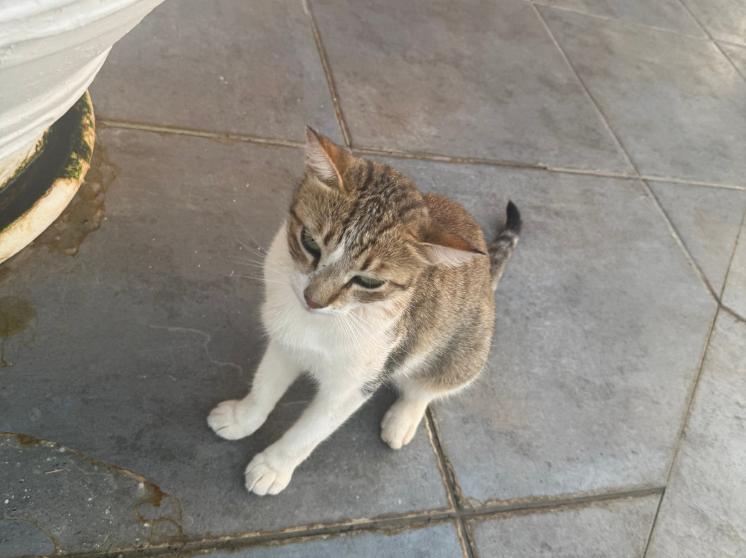 Michelangelo Resort主图