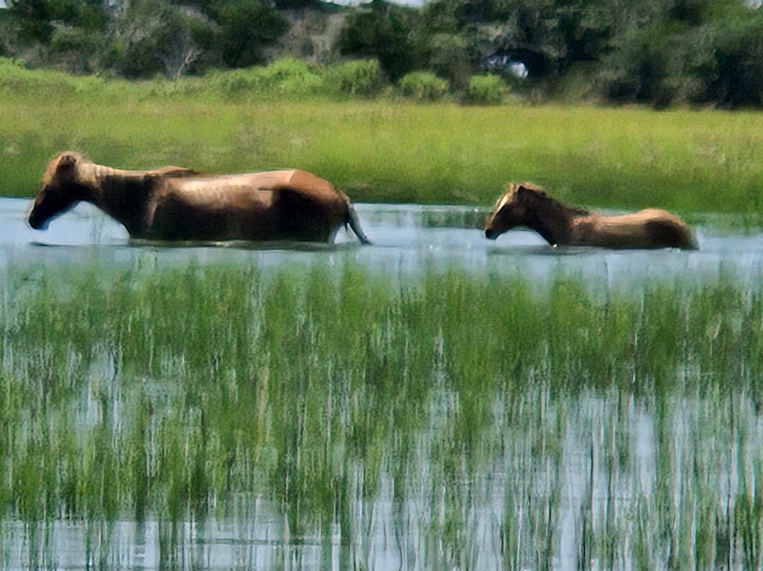 Waterbug Tours-Beaufort必去景点