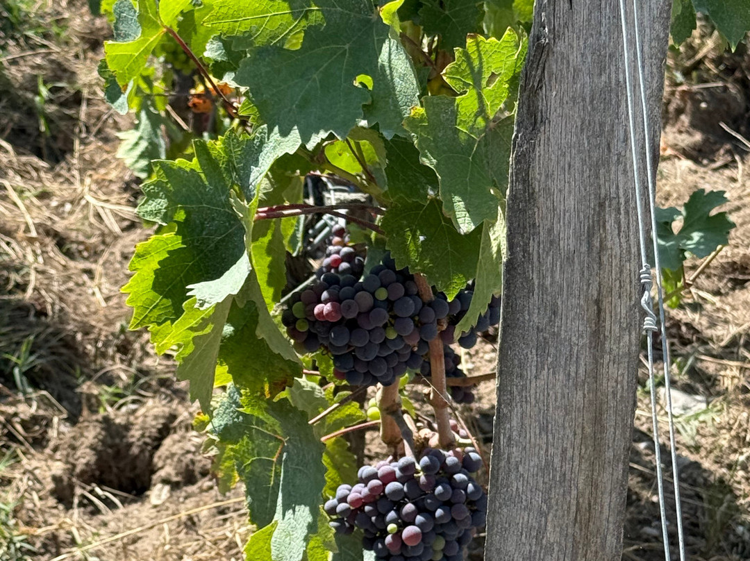 Domaine Les Sadons-波亚克必去景点