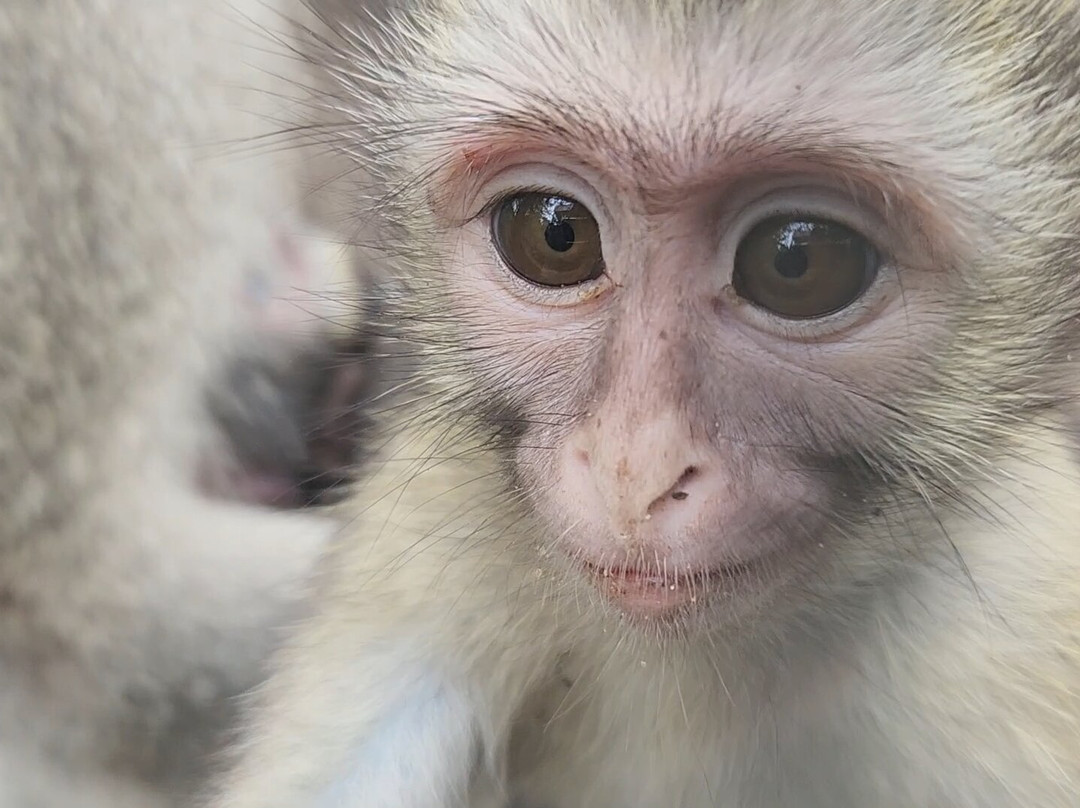 Vervet Monkey Foundation-参宁必去景点