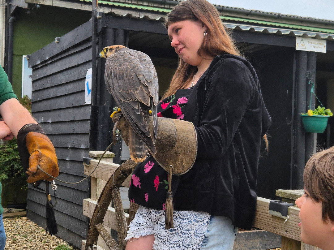 Hawkridge Bird Of Prey Centre-埃克斯茅斯必去景点