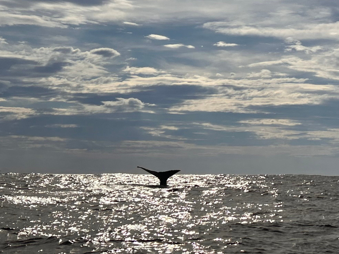 Whale2Sea-Andenes必去景点