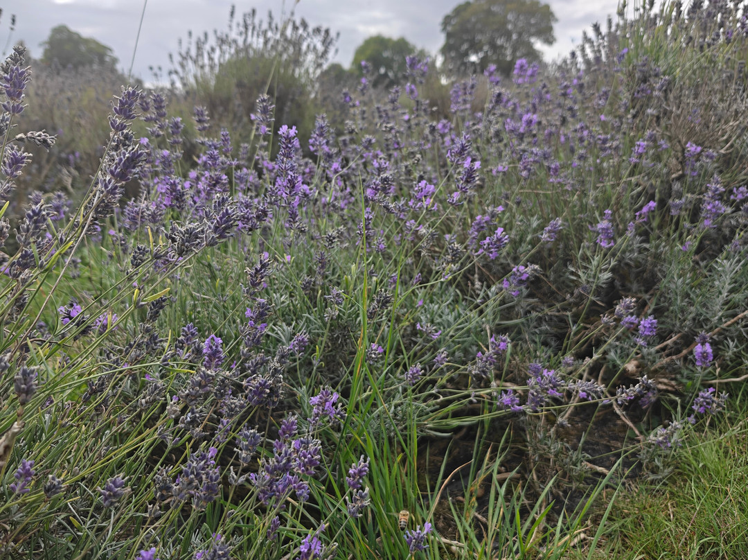 Mayfield Lavender Farm-Banstead必去景点