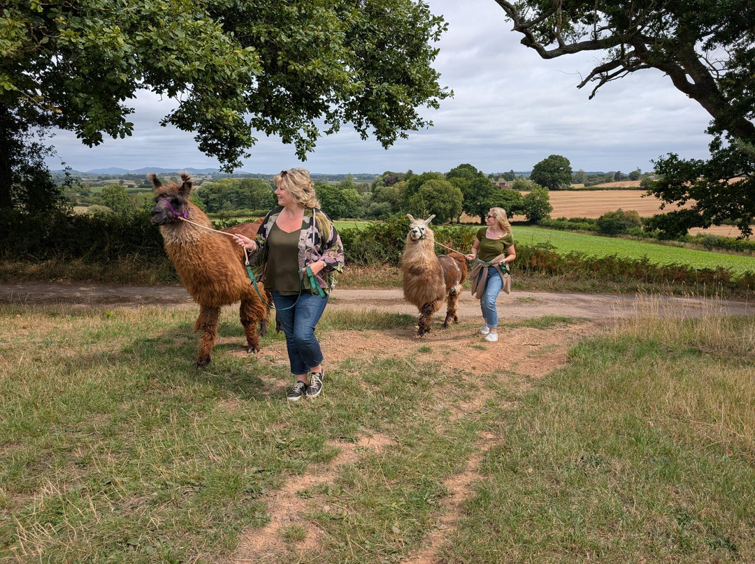 Briery Hill Llamas-Kilcot必去景点
