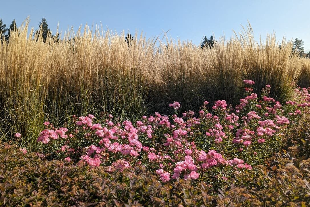 The Botanical Garden-阿拉木图必去景点