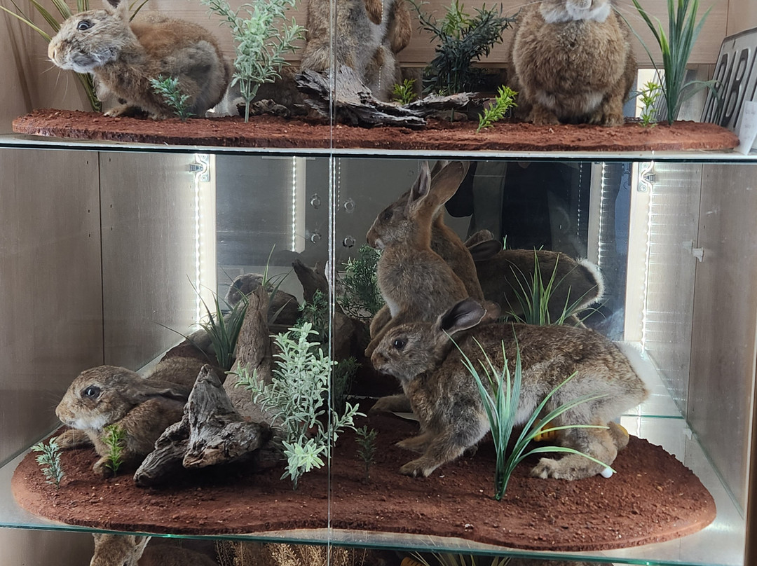 Texas Rabbit Factory-Texas必去景点