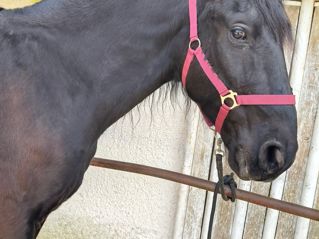 Majestic Horse Club Ride&dine-马丁纳弗兰卡必去景点
