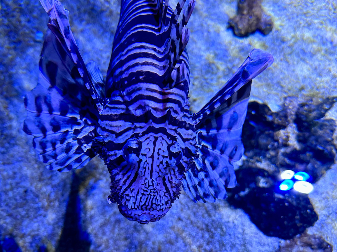 Ocean Park Aquarium-德纳姆必去景点