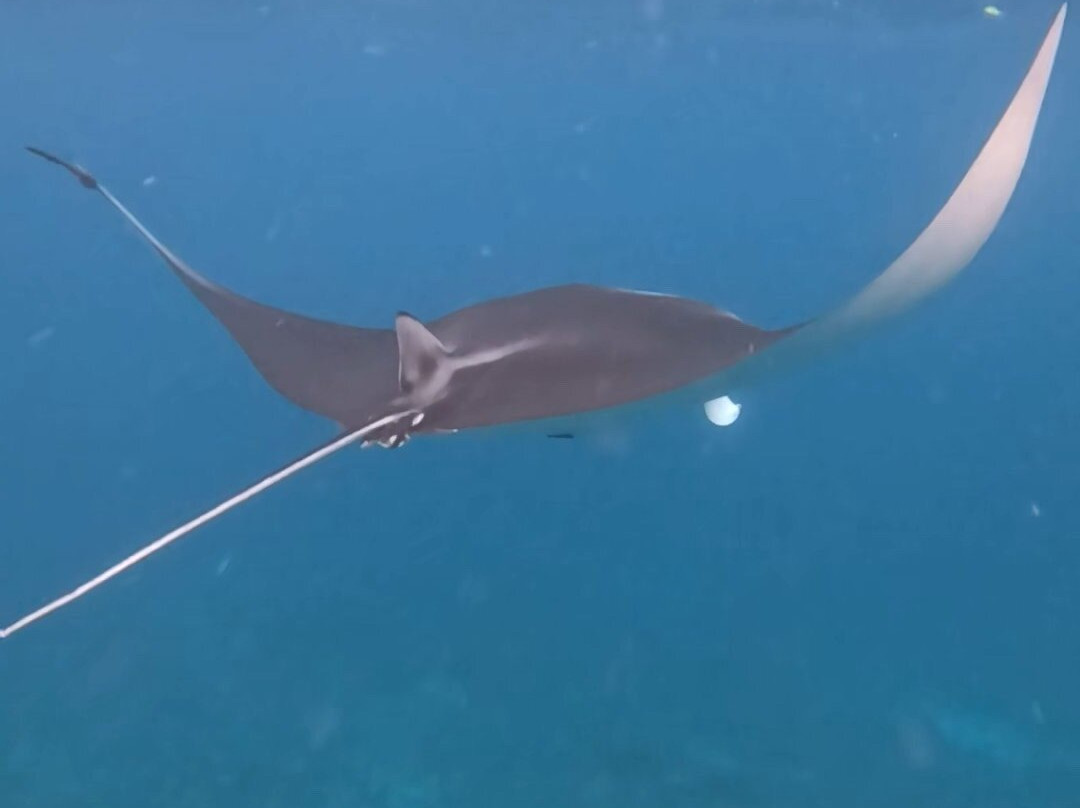 Blue Lagoon Activities Ceningan-努沙切宁安岛必去景点