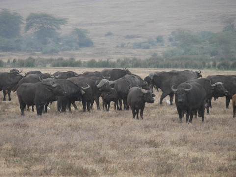 Zanzi Trekking and Safaris Limited-阿鲁沙必去景点