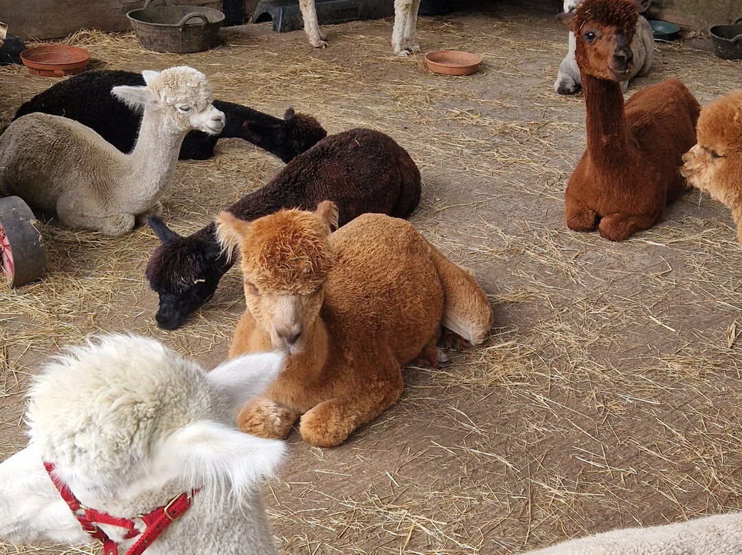 Cotswold Alpacas-切尔滕纳姆必去景点