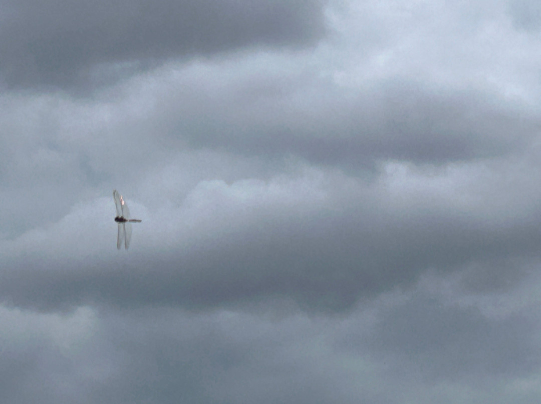 The Hare And Hounds主图