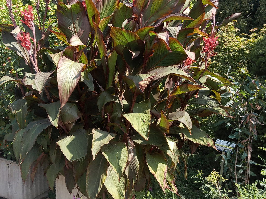 Botanical Garden-科希策必去景点