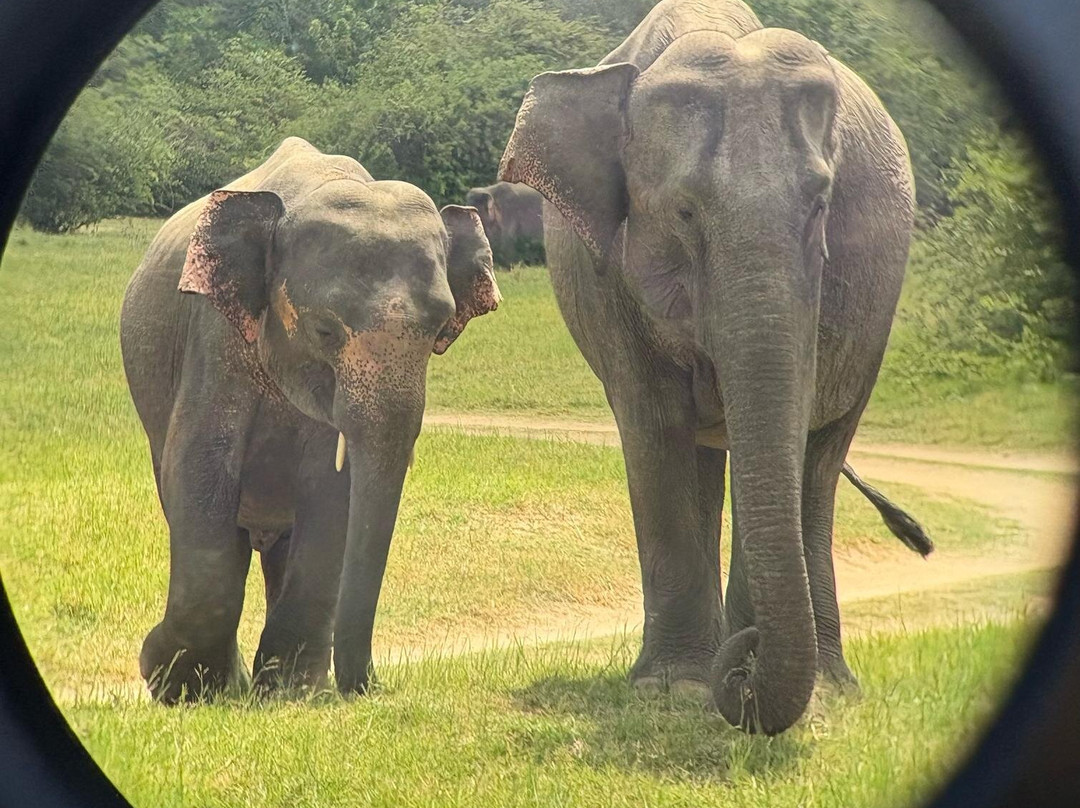 Minneriya Wild Elephant Safari-Minneriya必去景点