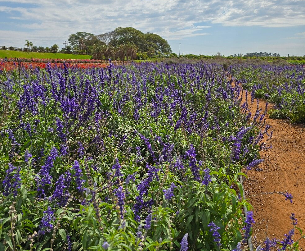 Macena Flores-Holambra必去景点
