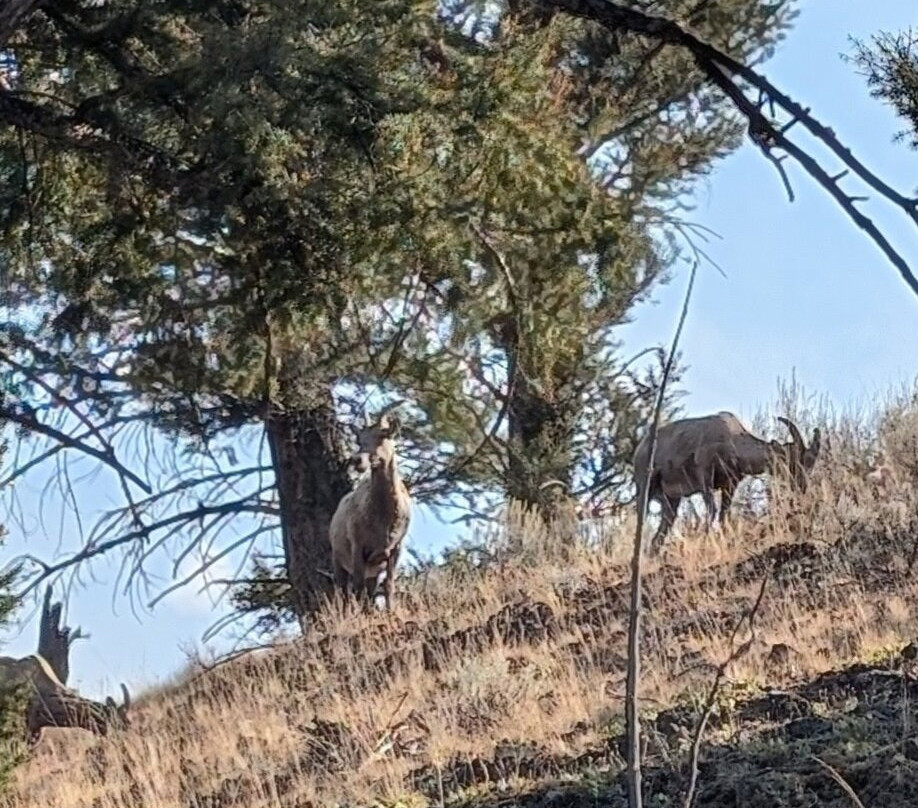 Wild Serenity Wildlife Tours-西黄石镇必去景点