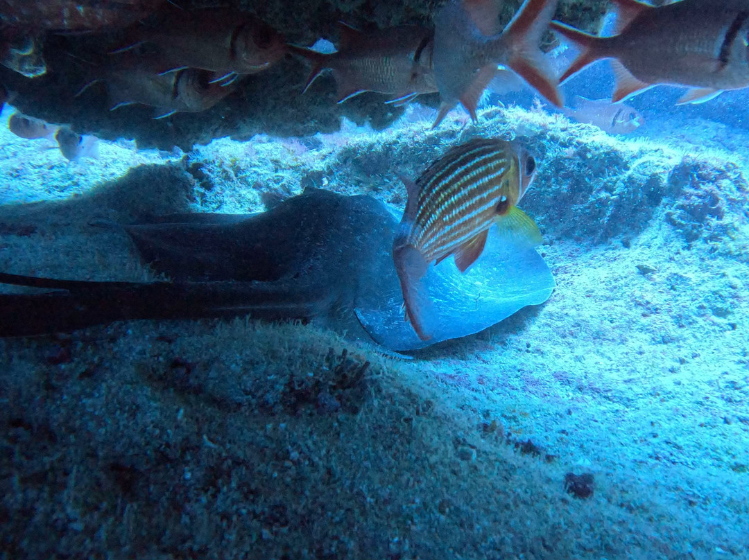 Cabo Verde Diving-Ilha do Sal必去景点