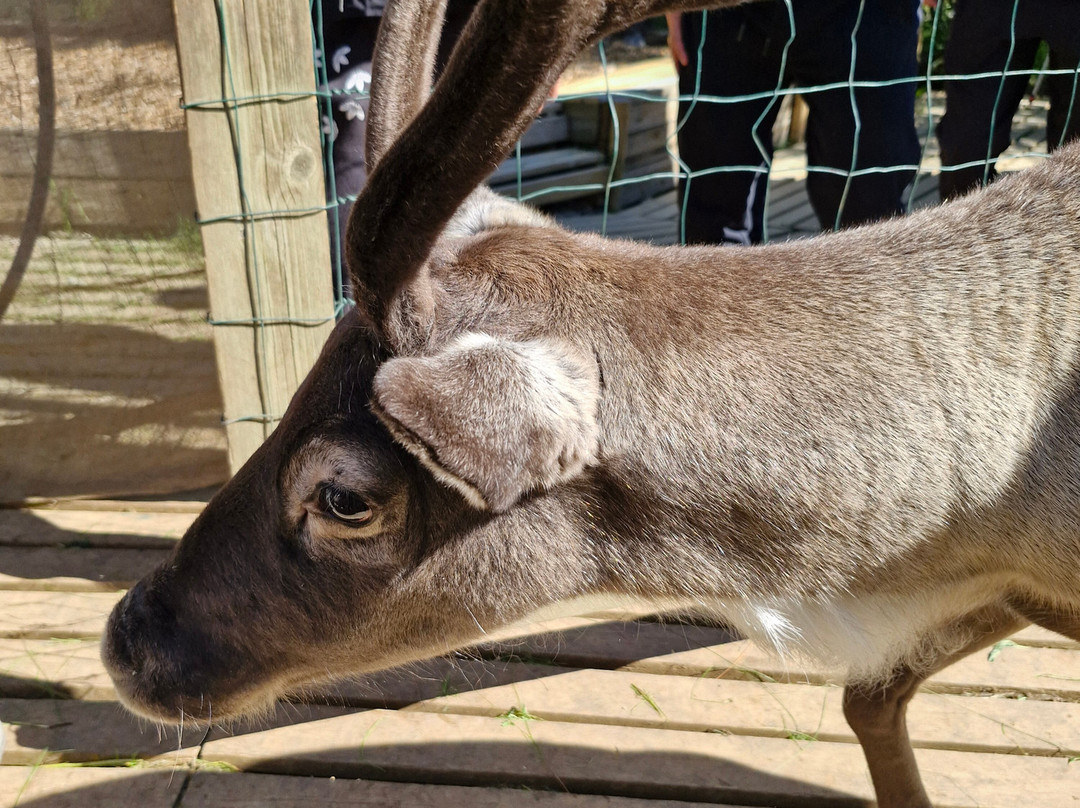 Reindeer Park / Hreindýragarðurinn-Fellabaer必去景点