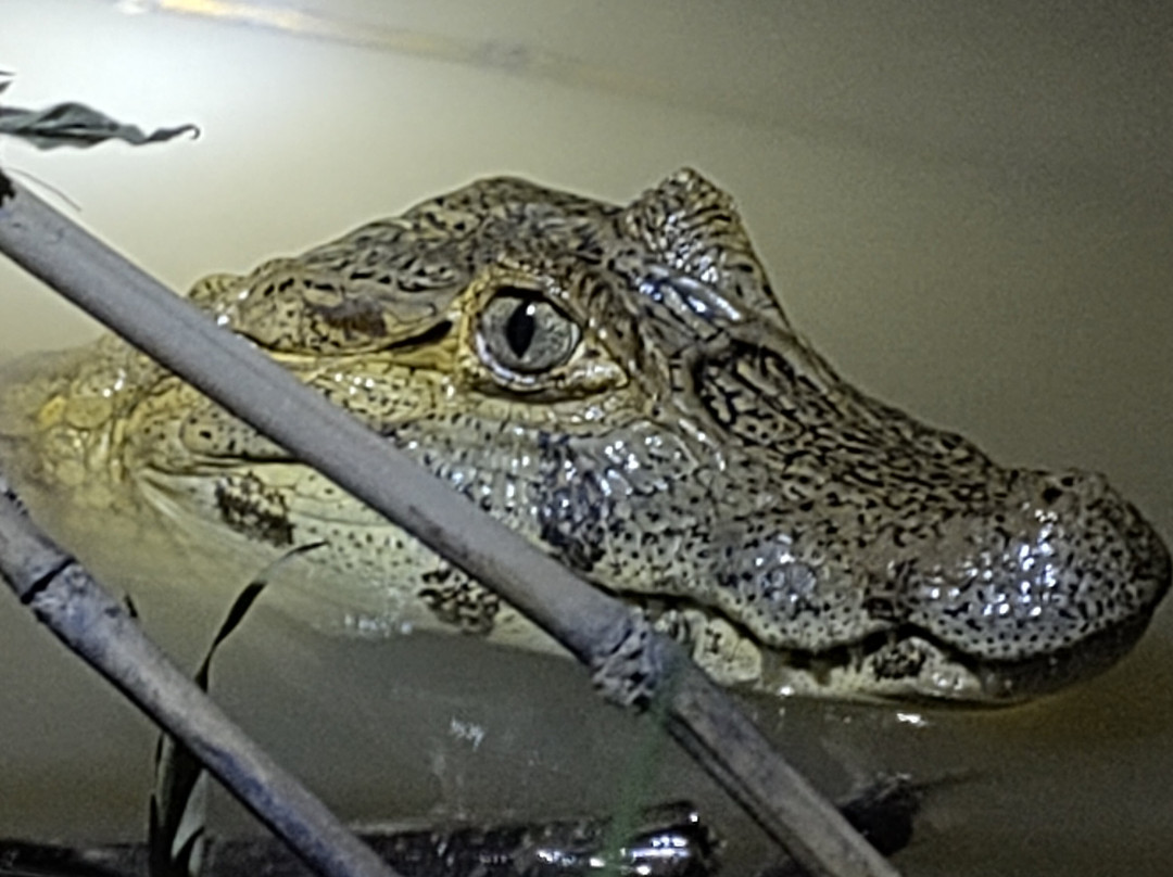 Reina de Enin - Reina Amazon Cruiser-Trinidad必去景点